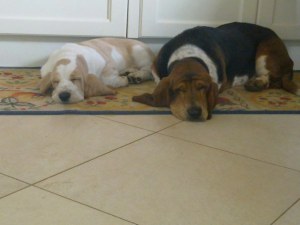 Basset Hound in casa - due basset dormono in casa